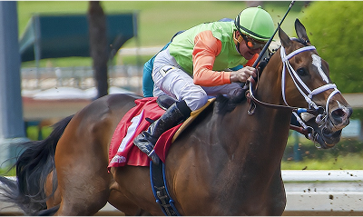 Mastering Horse Riding: Tips from Professional Trainers